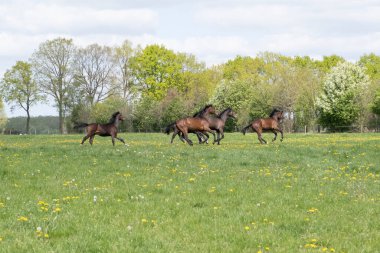 Büyülü doğal manzara. Bir at sürüsü manzarası. Güneşli bir günde. Mavi gökyüzü. Bedava dörtnala koşmak ve çayırda atlayan aygırları göstermek için. Terbiyeli. Hayvanlar. kavram arkaplanı.