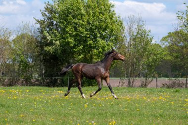 Güneşli bir günde bir aygır. Çayırda dört nala koşan at binicileri. Atlar yetiştiriliyor..