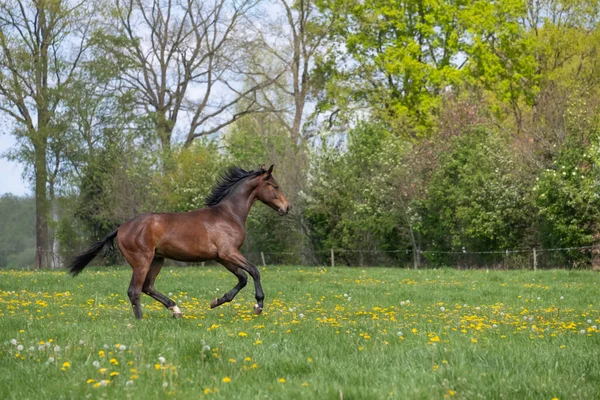 One stallion horse, at a sunny day. Galloping dressage horse stallions in a meadow. Breeding horses.
