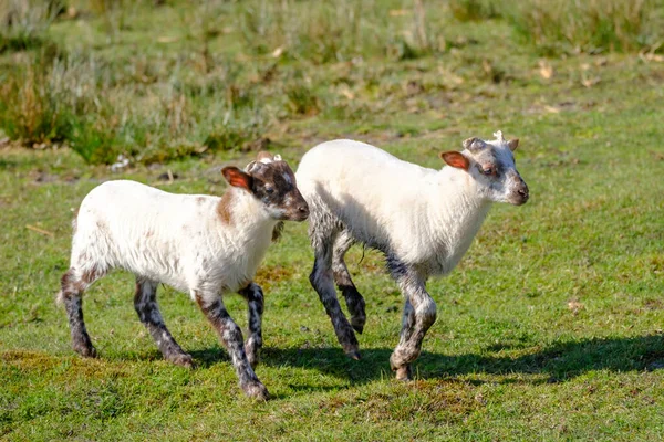 Dutch Heath birka. Két fehér bárány boldogan ugrál egy napos reggelen a fűben, kis szarvakkal. Friesland, a Neherlands — Stock Fotó