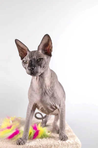 Porträt einer hübschen Sphinx drinnen, Glatze, die Katze ist auf einem Kratzpfosten, Ganzkörper, auf weißem Hintergrund, mit Platz für Kopie, Fokus auf Auge — Stockfoto