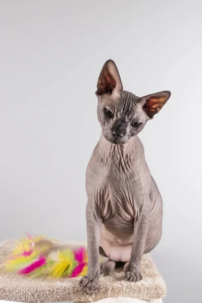 Porträt einer hübschen Sphinx drinnen, Glatze, die Katze ist auf einem Kratzpfosten, Ganzkörper, auf weißem Hintergrund, mit Platz für Kopie, Fokus auf Auge — Stockfoto