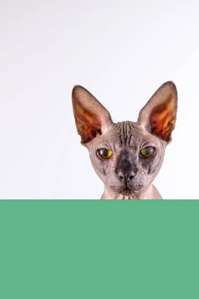 Portrait of a pretty sphinx indoors, bald cat looking around over a green empty board with space for copy, focus on eye