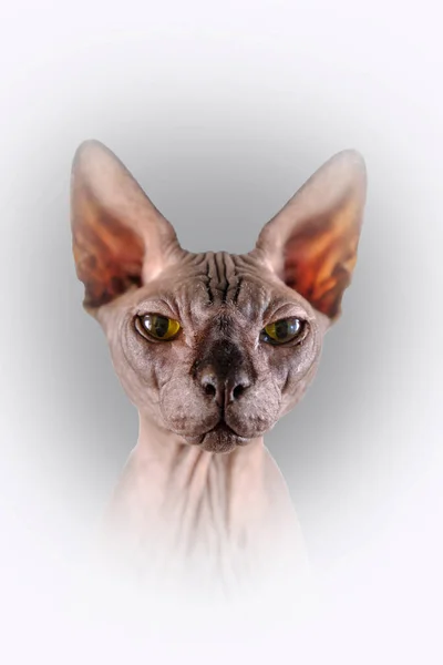 Portrait of a pretty sphinx head indoors, bald cat, on a grey background with white border, focus on eye — Stock Photo, Image