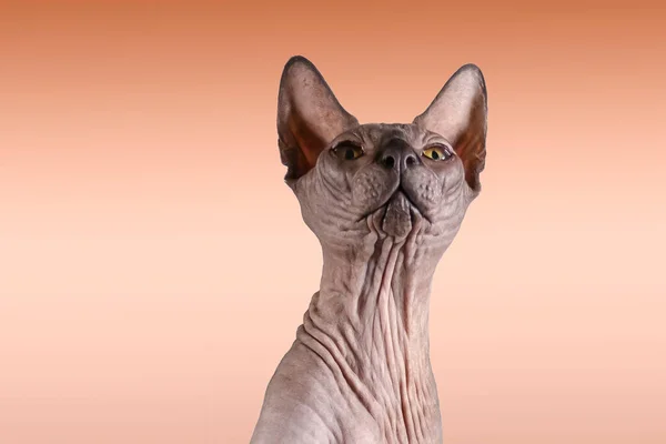 Portrait of a pretty sphinx indoors, bald cat, left in the photo, looks upwards on a brown background, with space for copy, focus on eye — Stock Photo, Image