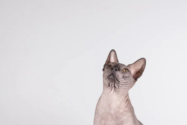 Retrato de una bonita esfinge en el interior, gato calvo, justo en la foto, mira hacia arriba sobre un fondo blanco, con espacio para copiar, se centran en el ojo — Foto de Stock
