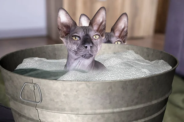 Dois esfinge dentro de casa, um em uma bacia de lavagem de metal com água e sabão, foto composta, gato careca, gato sem pêlos, gato nu, fundo branco, foco nos olhos — Fotografia de Stock