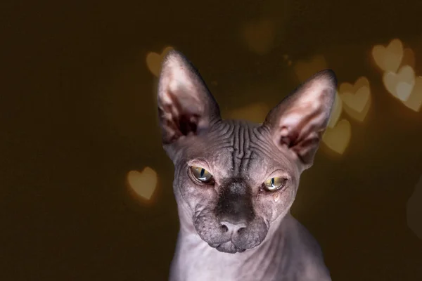 屋内のスフィンクス彼の目に涙を浮かべて泣く悲しい猫背景の黄金の心ハゲ猫毛のない猫裸の猫選択的焦点 — ストック写真