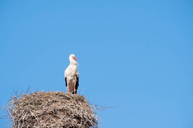 Leylek yuvasında bir bacanın üzerinde duruyor, rüzgar tüylerin arasından esiyor, arka planda mavi gökyüzü.