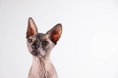 Güzel bir sfenks kafasının portresi, kel bir kedi, beyaz bir arka planda, kopya için yeri var, göze odaklan, göze odaklan