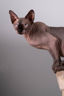 İçeride güzel bir sfenksin portresi, kel kedi, kedi tırmalama direğinde, tüm vücut, gri bir arka planda, kopya için yeri var, göze odaklan.