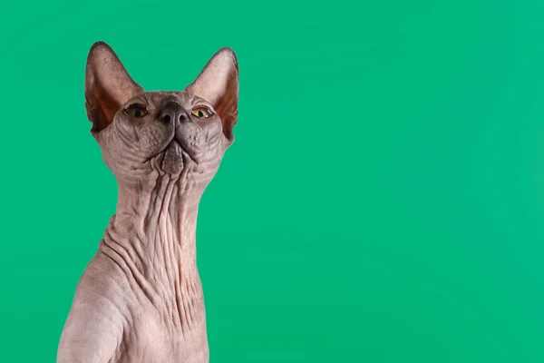 Portrait of a pretty sphinx indoors, bald cat, left in the photo, looks upwards on a green background, with space for copy, focus on eye — Stock Photo, Image