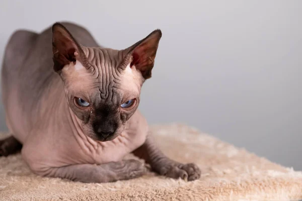 Porträt einer hübschen Sphinx drinnen, Glatze, die Katze ist auf einem Kratzpfosten, Ganzkörper, auf grauem Hintergrund, mit Platz für Kopie, Fokus auf Auge — Stockfoto