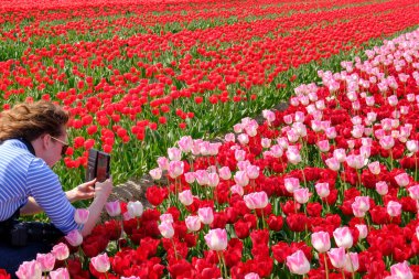 Genç bir kadın, boynundaki kamerayla renkli kırmızı ve pembe lale tarlasında akıllı telefonuyla fotoğraf çekiyor.