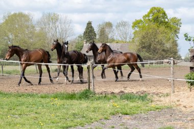 Büyülü doğal manzara. Bir at sürüsü manzarası. Güneşli bir günde. Mavi gökyüzü. Bedava dörtnala koşmak ve çayırda atlayan aygırları göstermek için. Terbiyeli. Hayvanlar. kavram arkaplanı