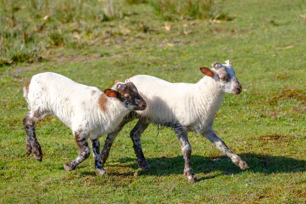 Olandese pecore Heath. due agnelli bianchi sono felicemente saltando su una mattina di sole nell'erba, piccole corna. Frisia, i Paesi Bassi — Foto Stock