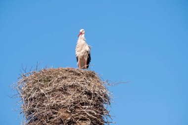 Leylek yuvasında bir bacanın üzerinde duruyor, rüzgar tüylerin arasından esiyor, arka planda mavi gökyüzü.