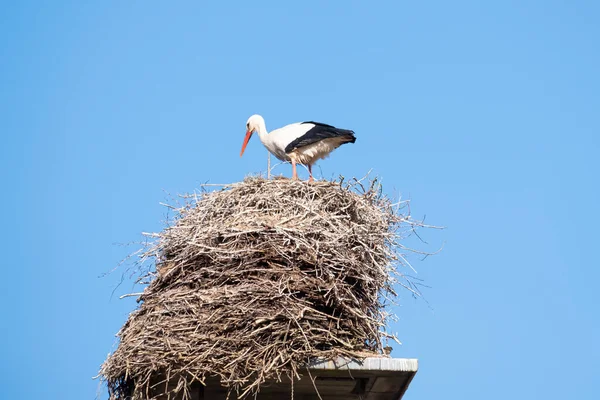 Leylek yuvasında durur bir bacada, ilkbaharda, mavi gökyüzü arka planda