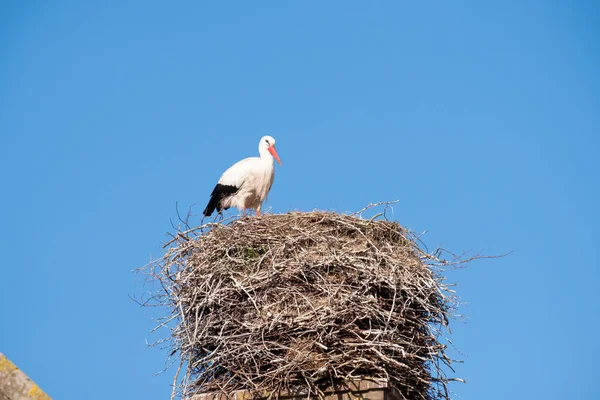 Une cigogne se dresse dans son nid sur une cheminée, au printemps, ciel bleu en arrière-plan — Photo