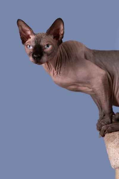 Πορτραίτο ενός όμορφου κεφαλιού σφίγγας σε εσωτερικούς χώρους, φαλακρή γάτα, σε μπλε φόντο, με χώρο για αντιγραφή, εστίαση στο μάτι — Φωτογραφία Αρχείου