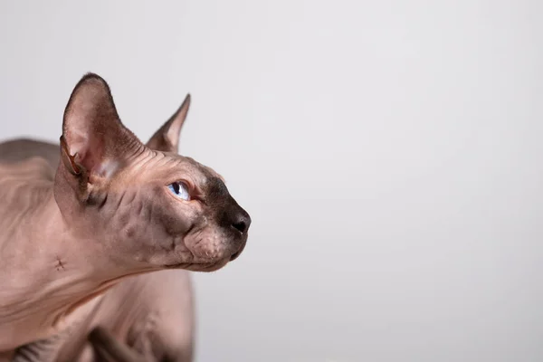 Porträt einer hübschen Sphinx drinnen, Glatze, die Katze ist auf einem Kratzpfosten, Halbkörper, auf grauem Hintergrund, mit Platz für Kopie, Fokus auf Auge — Stockfoto