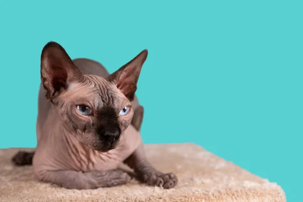 Portré egy csinos szfinx beltéri, kopasz macska, a macska van egy kaparó oszlop, teljes test, egy kék háttér, a hely a másolás, összpontosítani szem — Stock Fotó