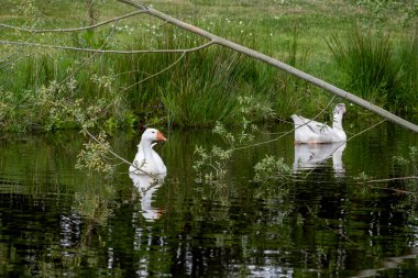 İki beyaz dilsiz kuğu, gölde süzülen Cygnus rengi, suda çaprazlama süzülen büyük bir dal, peri masalı, göle yansıyan kuğular