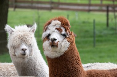 Kahverengi beyaz Alpaca, beyaz bir alpakanın önünde. Kahverengi beyaz alpakanın başına odaklan