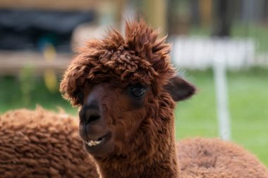 Kahverengi alpaka, komik dişler, alpakanın başına seçici odaklanma, kafanın fotoğrafı.