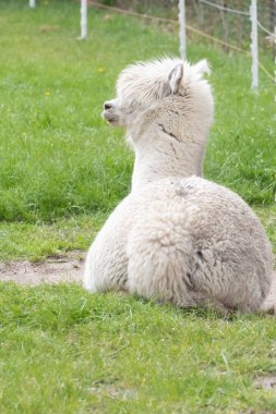 Beyaz Alpaca, yeşil bir çayırda beyaz bir alpaka uzanıyor. Alpaka başı üzerine seçici odaklanma, tüm vücut