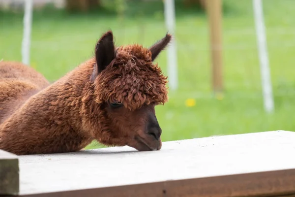 Alpaca castanha num prado verde. Come pedaços de carne. Foco seletivo na cabeça da alpaca, foto da cabeça — Fotografia de Stock