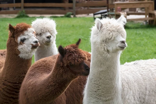 Fyra alpacas, vita och bruna alpacas, tittar åt höger. Selektivt fokus, foto av huvuden — Stockfoto