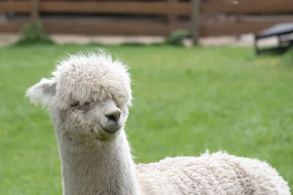 White Alpaca, a white alpaca in a green meadow. Selective focus on the head of the alpaca, photo of head — Stock Photo, Image