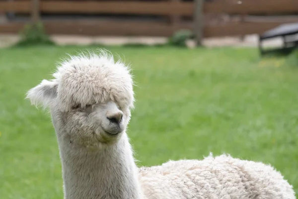 Alpaga blanc, un alpaga blanc dans une prairie verte. Focus sélectif sur la tête de l'alpaga, photo de la tête — Photo