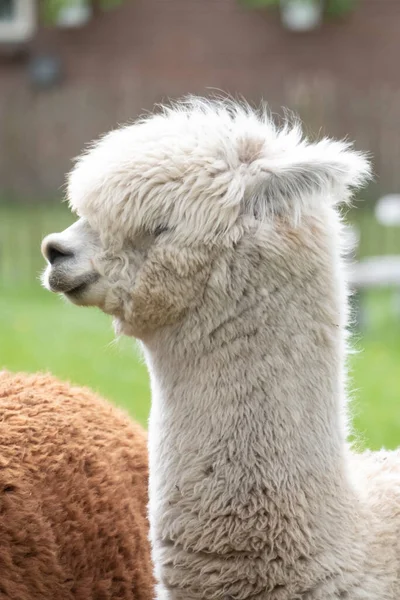 White Alpaca, a white alpaca in front of a brown alpaca. Selective focus on the head of the white alpaca — Stock Photo, Image