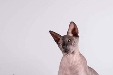 Güzel bir sfenksin portresi, kel bir kedi, gri bir arka planda, kopyalanacak yeri var, göze odaklan..