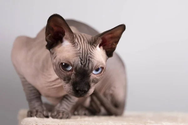 Çeride Güzel Bir Sfenksin Portresi Kel Kedi Kedi Tırmalama Direğinde — Stok fotoğraf