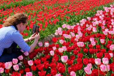 Genç bir kadın, boynundaki kamerayla renkli kırmızı ve pembe lale tarlasında akıllı telefonuyla fotoğraf çekiyor.