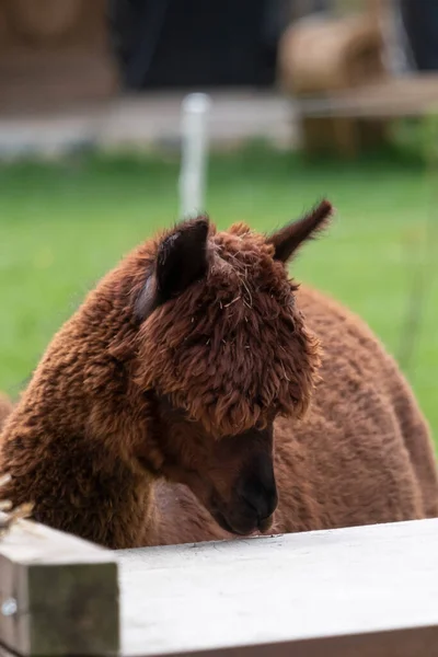 Alpaca castanha num prado verde. Come pedaços de carne. Foco seletivo na cabeça da alpaca, foto da cabeça — Fotografia de Stock