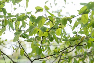 Yeşil yapraklı bahar dalları gökyüzüne karşı.