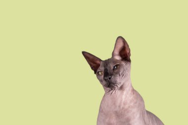 Güzel bir sfenks kafasının portresi, kel bir kedi, yeşil arka planda, kopyalanacak yeri var, göze odaklan..