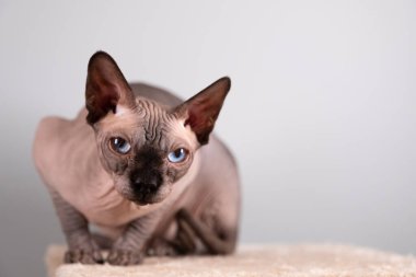 İçeride güzel bir sfenksin portresi, kel kedi, kedi tırmalama direğinde, tüm vücut, gri bir arka planda, kopya için yeri var, göze odaklan..