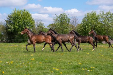 Bir yıllık bir aygır sürüsü yeşilde dört nala koşuyor. Sarı çiçekli otlak, mavi gökyüzü ve arka planda ağaçlar..