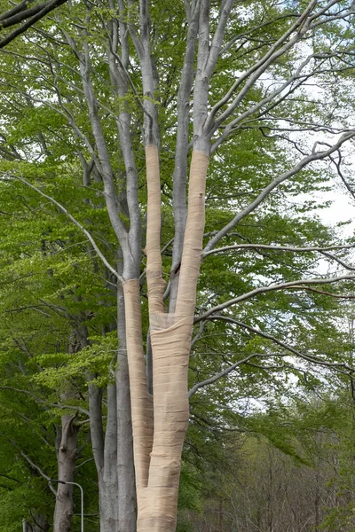 With Jute, beech trees where the light intensity has been changed by grubbing neighboring trees are protected against drying out, but also against sunburn.