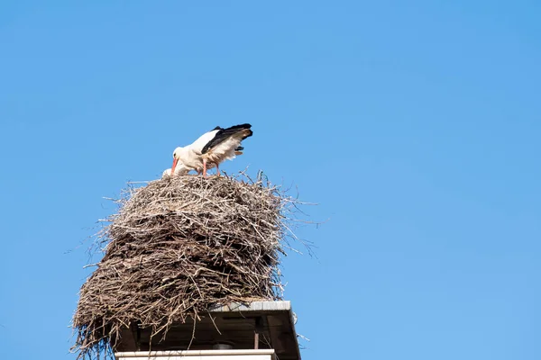 一只鹤站在烟囱上的鸟巢里 春天的时候 背景是蓝天 — 图库照片