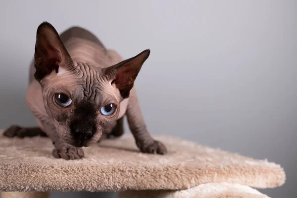 Retrato Uma Esfinge Bonita Dentro Casa Gato Careca Gato Está — Fotografia de Stock