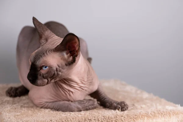 Portret Ślicznego Sfinksa Pomieszczeniu Łysy Kot Kot Słupku Drapania Całe — Zdjęcie stockowe