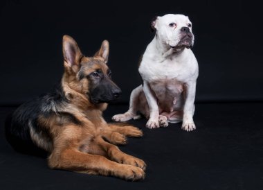 İki köpeğin Portret 'ı, beyaz kahverengi İngiliz bulldog' u ve kahverengi bir Alman çoban köpeği, tüm vücudu önünde, siyah bir arka planda, kopyalama alanı.
