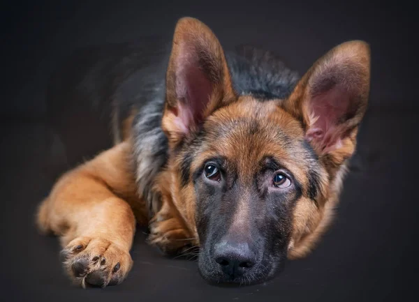 Portrait d'un grand berger allemand, 3 ans, corps entier, couché sur fond noir, espace de copie — Photo