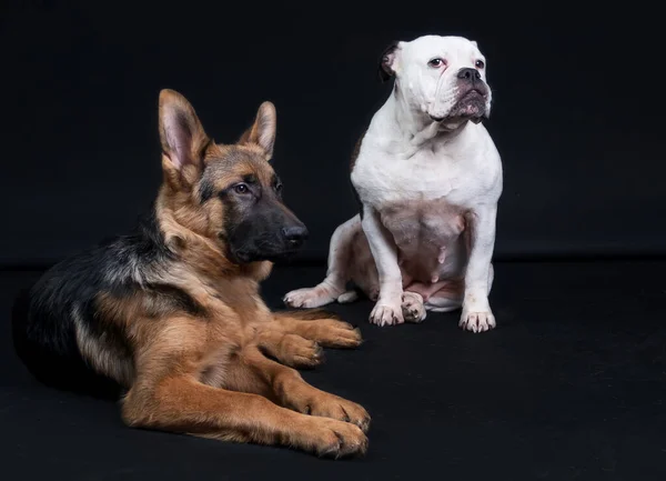 Portret de deux chiens, un bouledogue anglais brun blanc et un berger allemand noir marron, devant le corps entier, sur fond noir, espace de copie — Photo